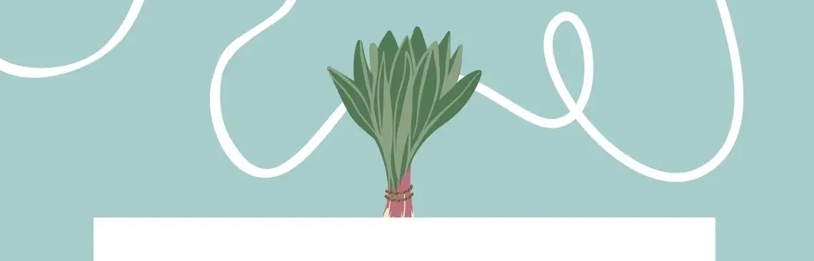 Artikel/ramslök Image of ramslök