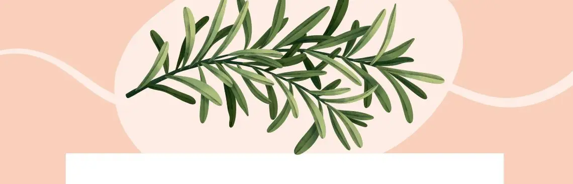 Artikel/Rosmarin i vårens tecken Image of Rosmarin, Rosemary